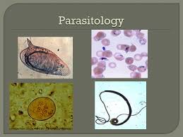    جامعة الرافدين   مدير الموقع عمار محمود ابو الشعير